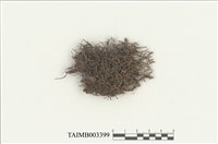 藏品(鞭蘚屬)的圖片